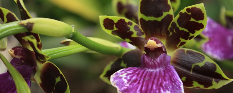 蘭花發(fā)芽期的管理方法（澆水、施肥方法詳解）