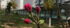 海棠冬季有葉子嗎，冬季開花嗎