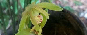 蘭花幾月發(fā)芽，秋季發(fā)芽嗎