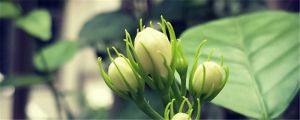 茉莉花繁殖方法，茉莉花繁殖成活率高嗎