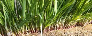 韭菜種植管理技術(shù)，韭菜種植圖片
