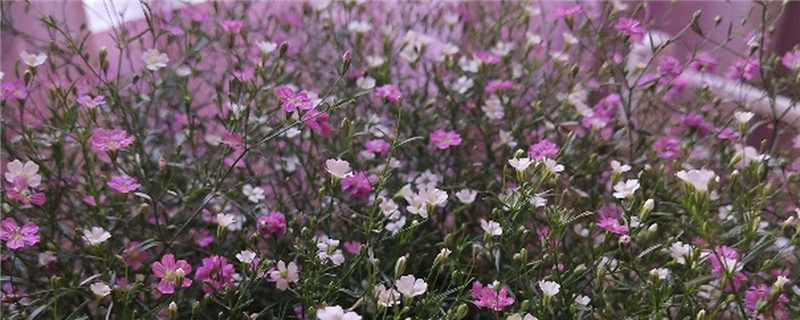 滿天星是干花還是鮮花，多少錢一束