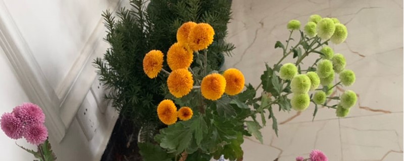 球菊的養(yǎng)殖方法，球菊怎么養(yǎng)能爆盆