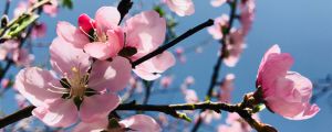 桃花是什么顏色，桃花什么季節(jié)開花