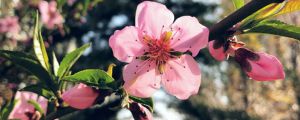 桃花是什么意思，桃花的圖片