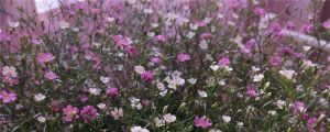 滿天星是干花還是鮮花，多少錢一束