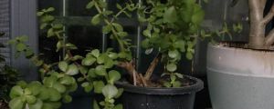金枝玉葉什么時候開花，金枝玉葉花期管理