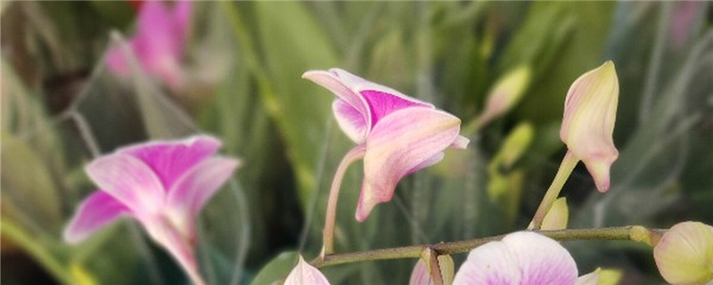 蘭花怎么養(yǎng)，蘭花圖片
