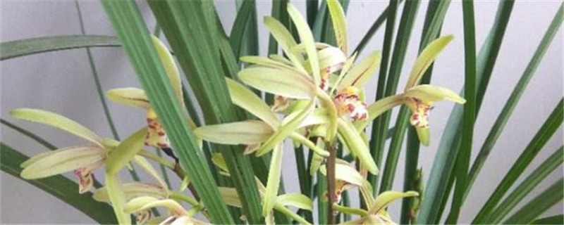 北方室內(nèi)養(yǎng)什么蘭花好，如何養(yǎng)殖