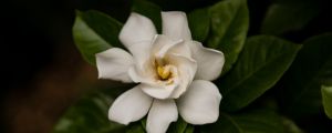 梔子花花語，梔子花的寓意