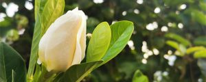 梔子花怎么買，買來的梔子花怎么養(yǎng)
