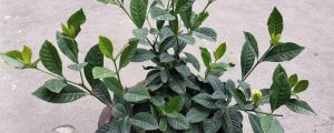 家里養(yǎng)梔子花吉利嗎，為啥不吉利