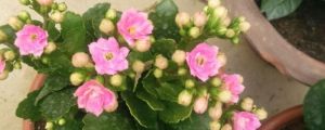 新買(mǎi)的長(zhǎng)壽花怎么養(yǎng)