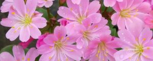 新買(mǎi)的露薇花怎么養(yǎng)