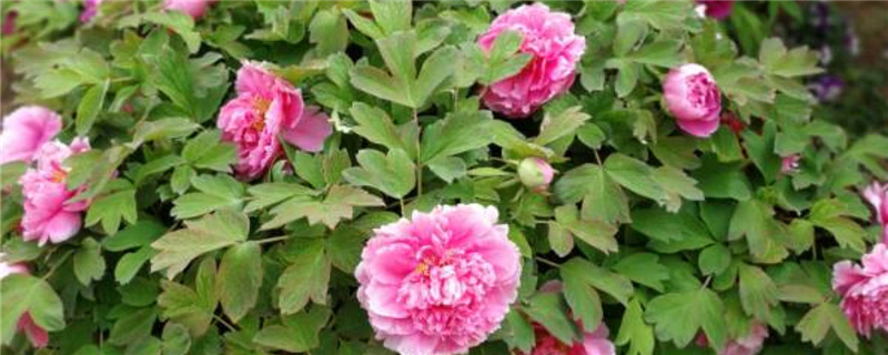 牡丹花苗多少錢，牡丹苗價格