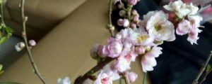 梅花澆水一次澆多少，梅花澆水多了怎么補(bǔ)救