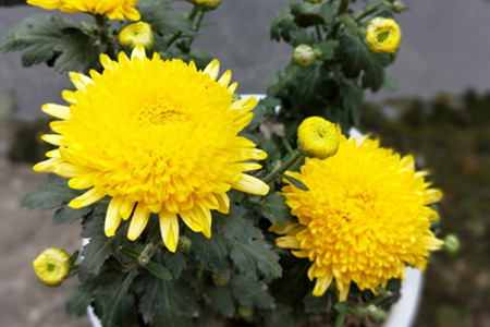 菊花