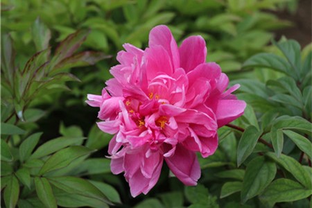 芍藥