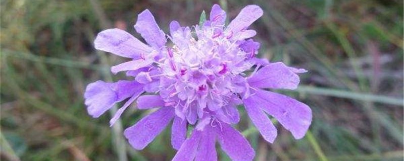 藍(lán)盆花的養(yǎng)殖方法和注意事項
