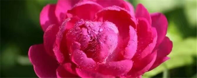 芍藥什么季節(jié)開(kāi)花，芍藥能四季開(kāi)花嗎
