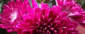 菊花的寓意，菊花代表什么