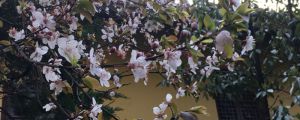 梅花的特點，梅花圖片