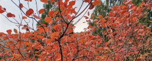 大悟紅葉節(jié)是什么時(shí)候，大悟?yàn)蹊昙t葉最佳時(shí)間
