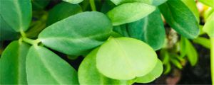 花生長(zhǎng)在土里還是地上，種花生的簡(jiǎn)單方法