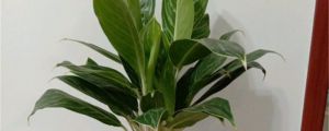 白柄粗肋草的養(yǎng)殖方法和注意事項(xiàng)