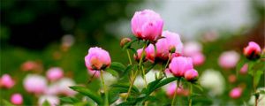 芍藥施肥時(shí)間和方法，芍藥喜歡什么肥料