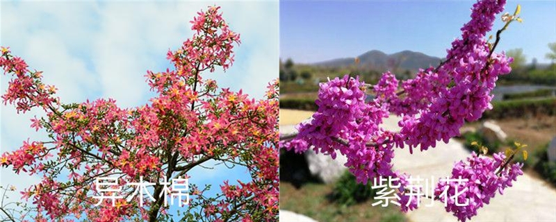 異木棉和紫荊花的區(qū)別，異木棉花期