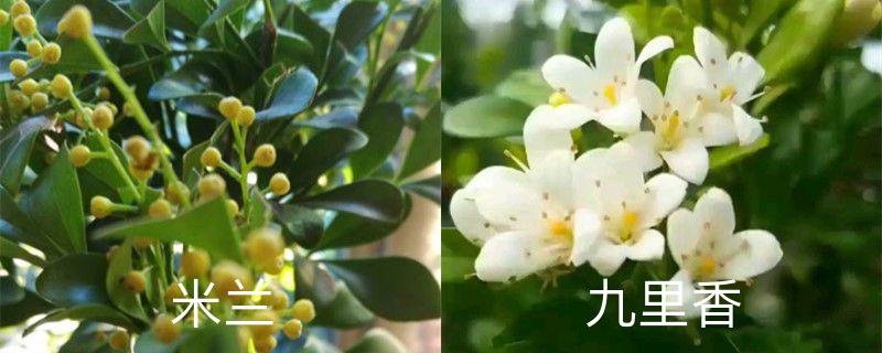 米蘭和九里香的區(qū)別，米蘭和九里香哪個好養(yǎng)