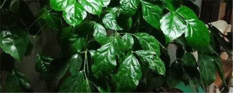 幸福樹的花是什么樣的，怎樣讓幸福樹開花