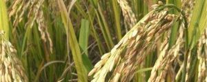 谷子的養(yǎng)殖方法