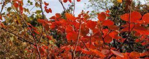 北京坡峰嶺紅葉什么時(shí)候紅，八月份去能看到紅葉嗎