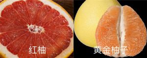黃金柚子與紅柚區(qū)別，紅柚和黃柚的營養(yǎng)區(qū)別