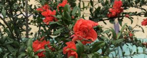 一朵朵石榴花像什么，盛開的石榴花像什么