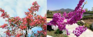 異木棉和紫荊花的區(qū)別，異木棉花期