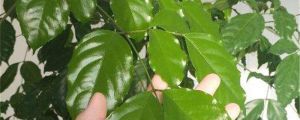 幸福樹喜陰還是喜陽光，幸福樹不見陽光可以嗎