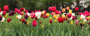 郁金香什么時候開花，郁金香不開花怎么辦