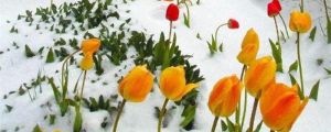郁金香播種季節(jié)，郁金香從播種到開花需要多少天