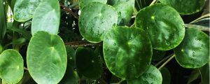銅錢草冬天怎么過冬，水培銅錢草冬天會死嗎