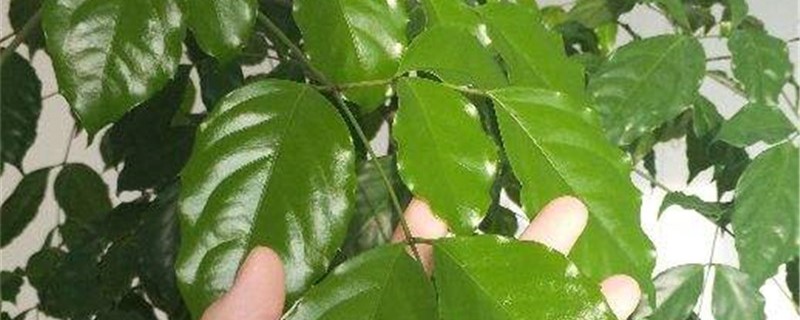 幸福樹養(yǎng)殖方法，幸福樹怎么養(yǎng)活