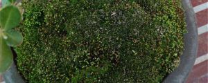 苔蘚可以養(yǎng)在水中么，能放在魚(yú)缸里嗎