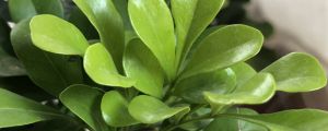 米蘭壓條繁殖方法，米蘭花怎么壓枝