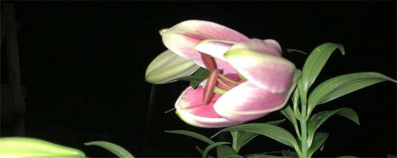香水百合花語(yǔ)，百合花寓意