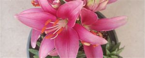 百合花的花語，百合花一般送幾朵