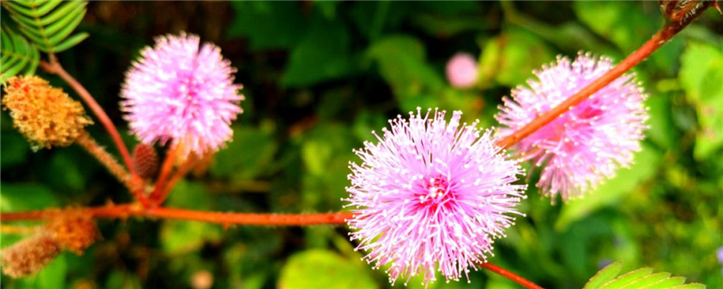 含羞草為什么叫含羞草，為什么一碰葉子就會(huì)收起來(lái)