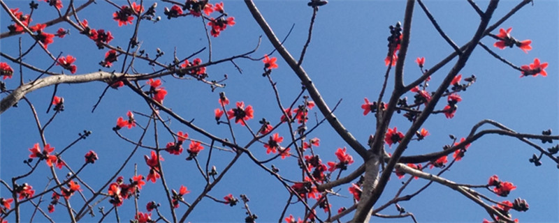 木棉是什么，木棉花圖片