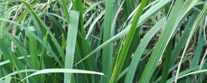新買(mǎi)的菖蒲怎么養(yǎng)